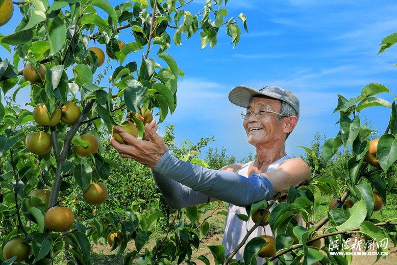 臺(tái)灣66歲老人李中堅(jiān)投資經(jīng)營(yíng)蝴蝶蘭花卉園及水果園