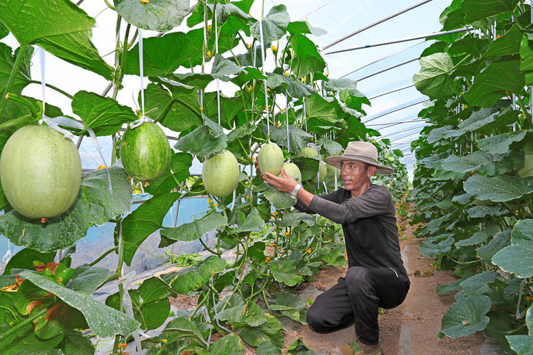 界牌鎮(zhèn)雙巨村高效設(shè)施農(nóng)業(yè)大棚