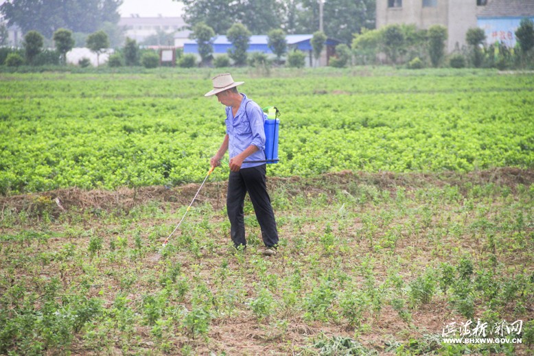 八灘鎮(zhèn)界山村瓜蔞基地農(nóng)民治理蟲害