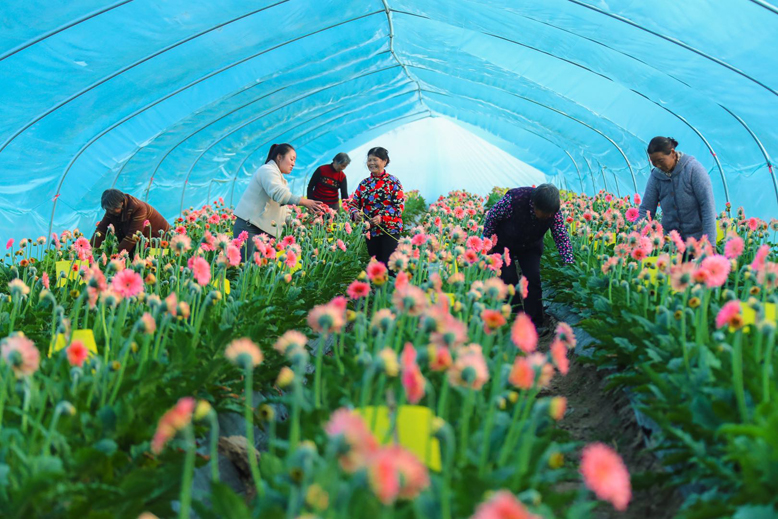 東坎街道三烈村非洲菊種植基地