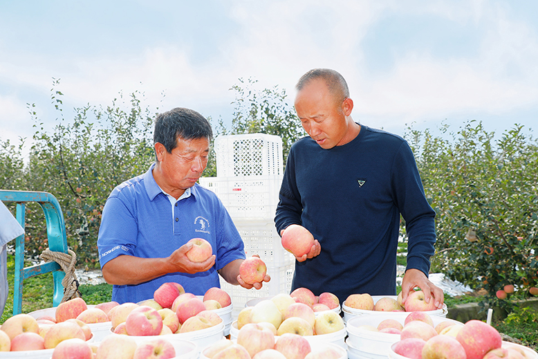 縣農(nóng)業(yè)園田園墨歌綠色生態(tài)果園蘋果迎來采摘季