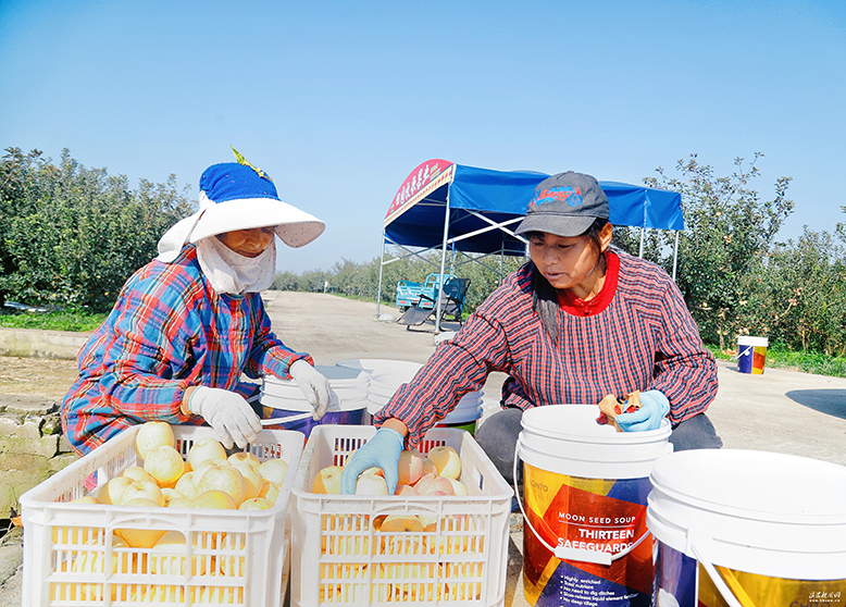 縣農(nóng)業(yè)園田園墨歌百果園蘋果迎來采摘季