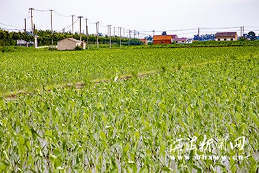 五汛鎮(zhèn)帶動村集體經(jīng)濟高質(zhì)量發(fā)展